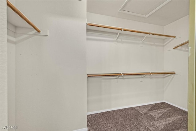 spacious closet featuring carpet floors