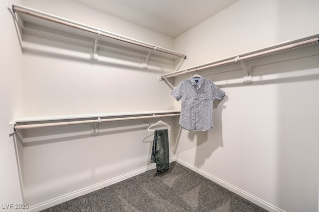 walk in closet featuring carpet flooring