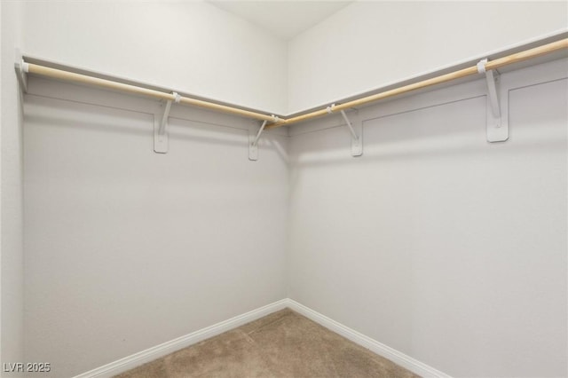 spacious closet featuring carpet floors