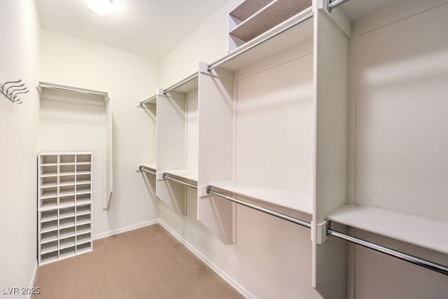 walk in closet featuring light colored carpet