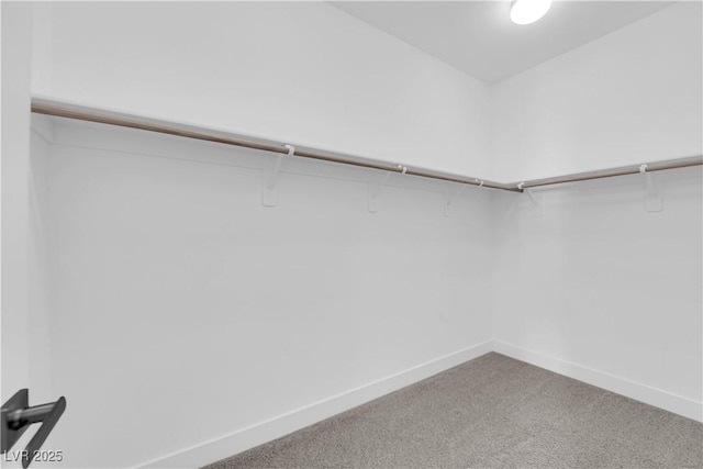 spacious closet featuring carpet