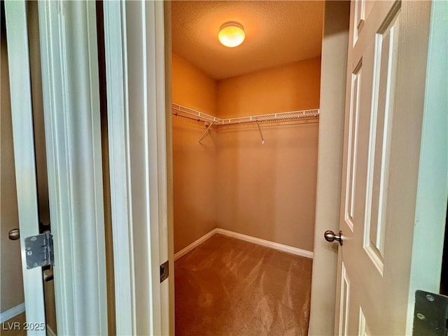 walk in closet with carpet flooring