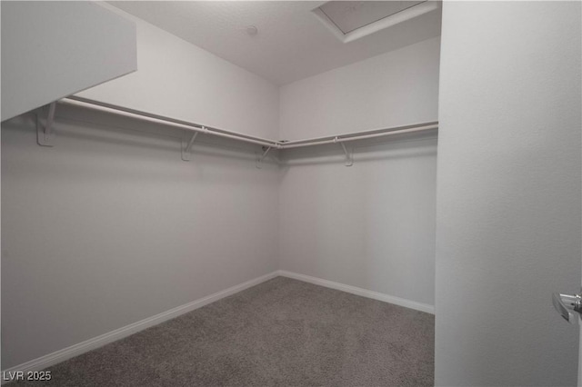 walk in closet with carpet floors