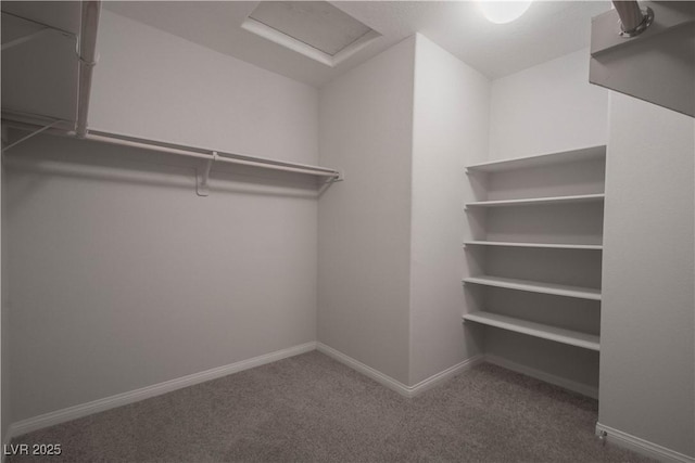 spacious closet featuring carpet flooring