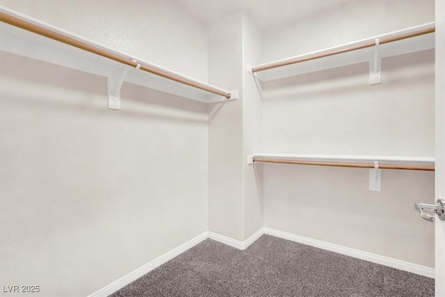 walk in closet featuring carpet floors