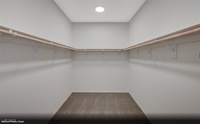 walk in closet with carpet flooring