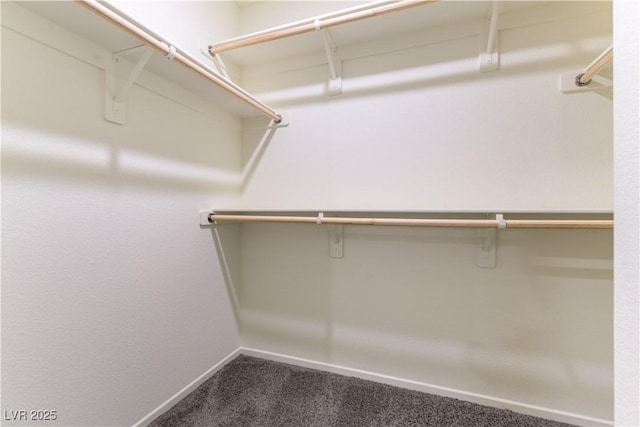 spacious closet featuring carpet