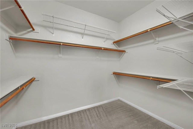 spacious closet with carpet flooring