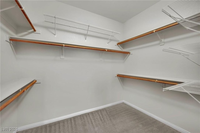 spacious closet with carpet floors