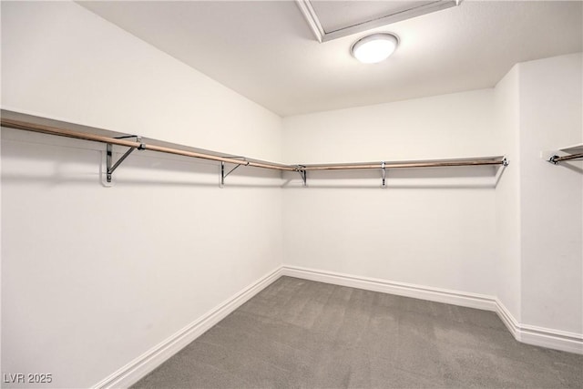 walk in closet featuring carpet floors