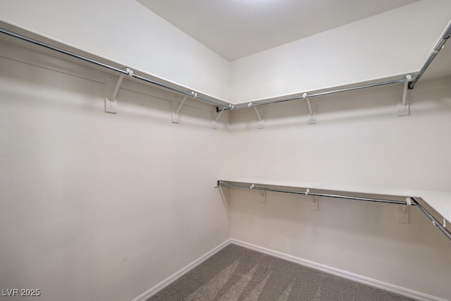 walk in closet featuring carpet flooring