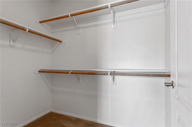 walk in closet with carpet flooring