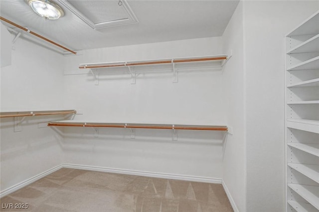 walk in closet featuring carpet floors and attic access