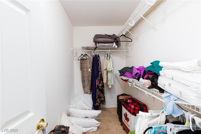 walk in closet with carpet floors