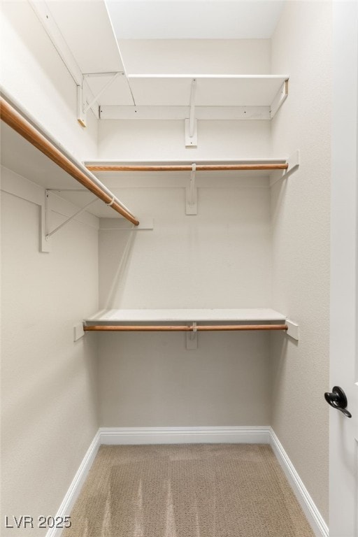 spacious closet featuring carpet floors