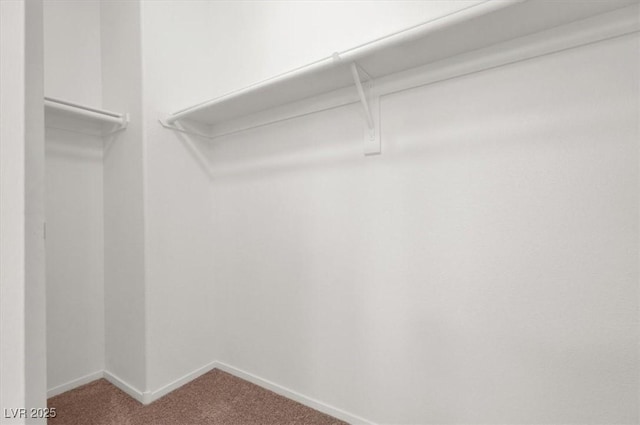 walk in closet featuring carpet flooring