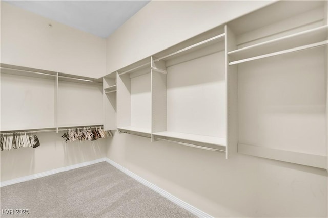 walk in closet with carpet floors