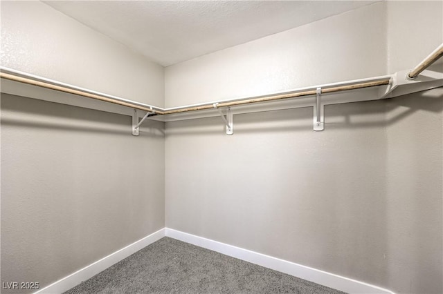 spacious closet featuring carpet flooring