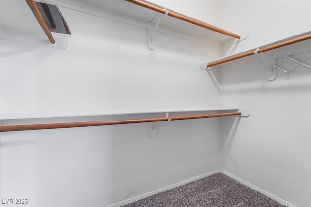 walk in closet featuring carpet floors