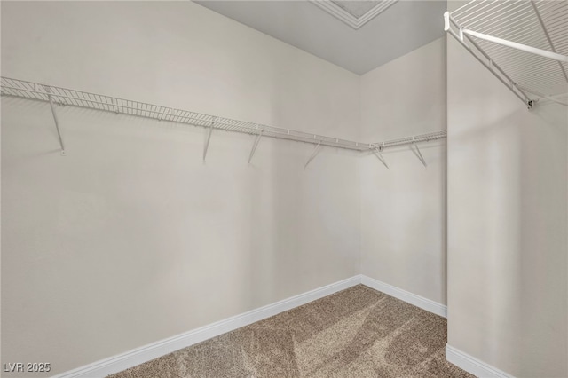 walk in closet featuring carpet