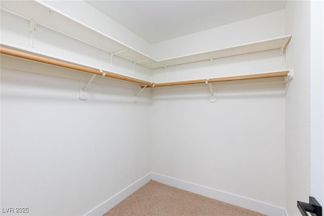 walk in closet featuring carpet floors