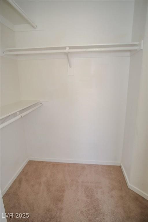 walk in closet featuring carpet flooring