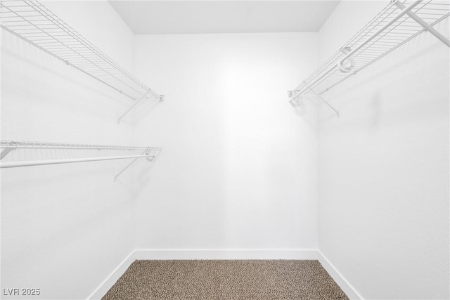 walk in closet with carpet flooring