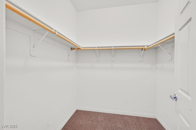 walk in closet featuring carpet