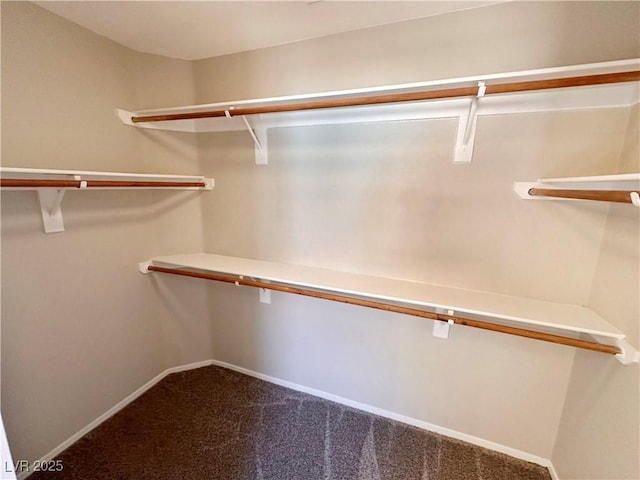 walk in closet featuring carpet flooring