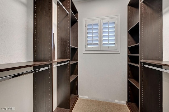 walk in closet with carpet flooring