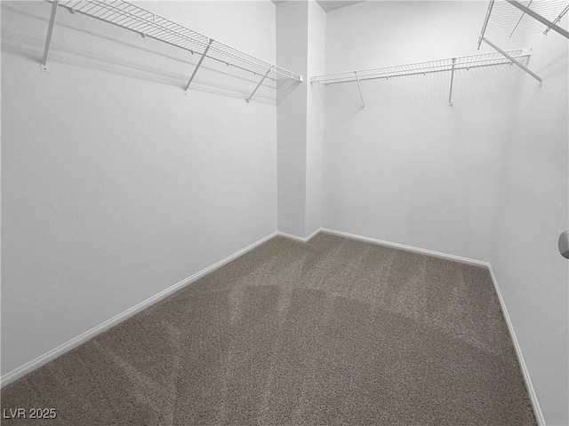 walk in closet with carpet floors