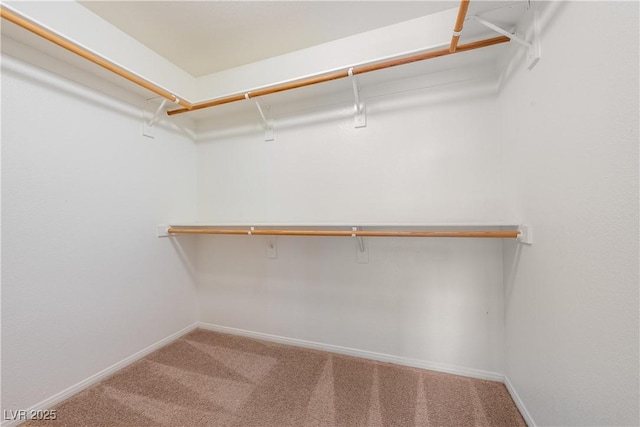 walk in closet with carpet flooring