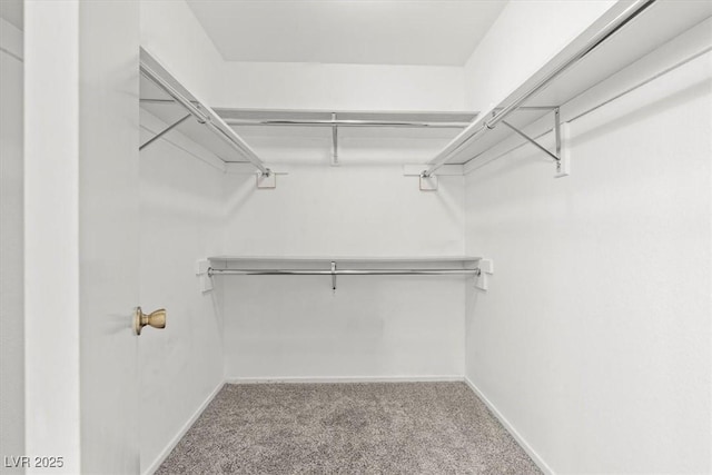 walk in closet featuring carpet floors