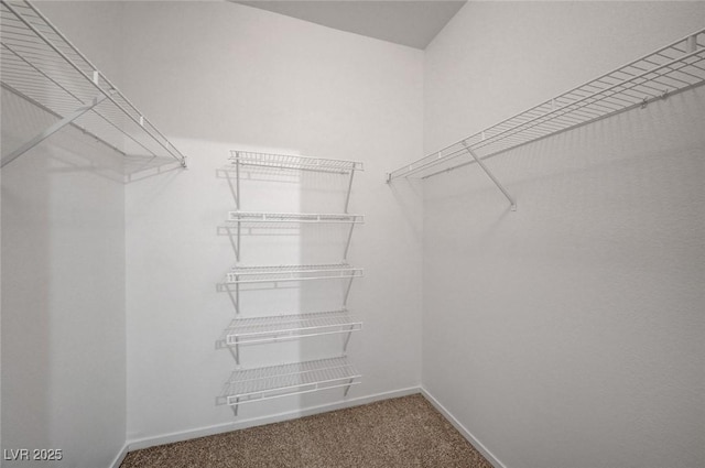 walk in closet featuring carpet