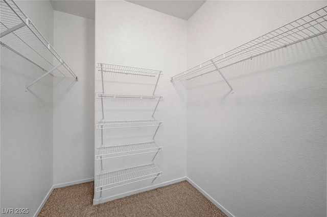 walk in closet featuring carpet floors