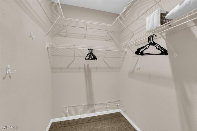 walk in closet featuring carpet flooring