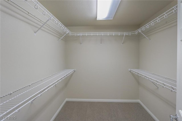 spacious closet featuring carpet