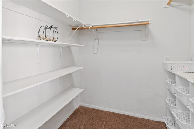 spacious closet featuring carpet flooring