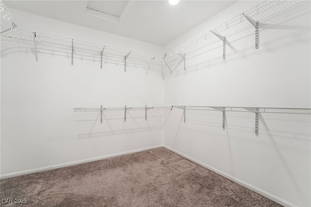 walk in closet featuring carpet floors and attic access