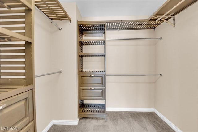 spacious closet featuring carpet floors