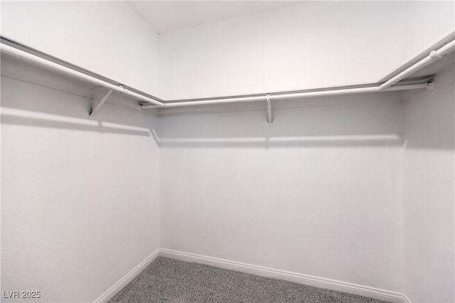 spacious closet with carpet flooring