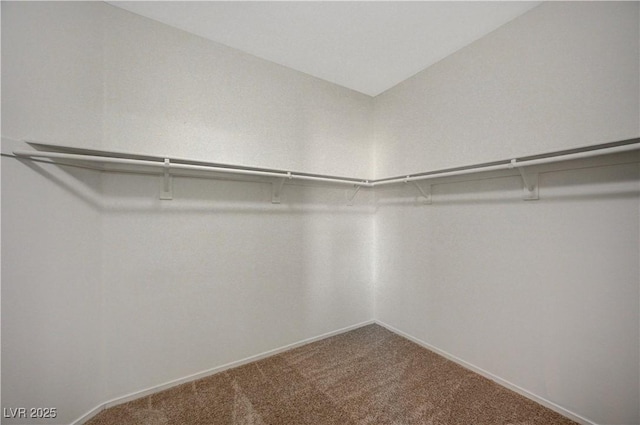 spacious closet featuring carpet