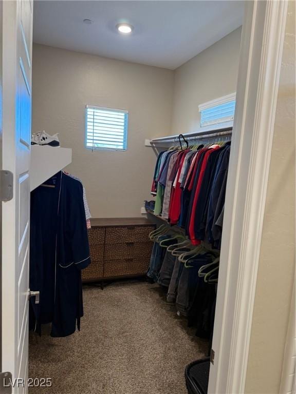 walk in closet with carpet flooring