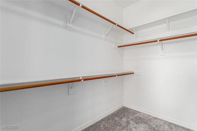 spacious closet featuring carpet flooring