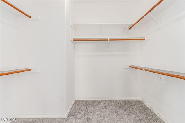 spacious closet featuring carpet flooring