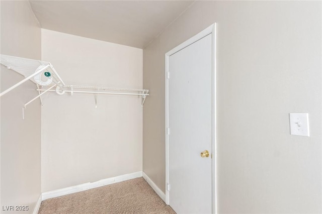 spacious closet featuring carpet flooring