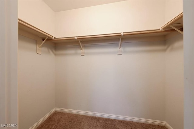 walk in closet with carpet floors