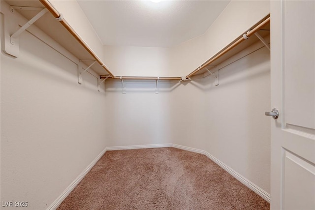 walk in closet with carpet flooring