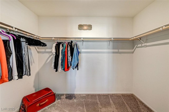 spacious closet featuring carpet floors