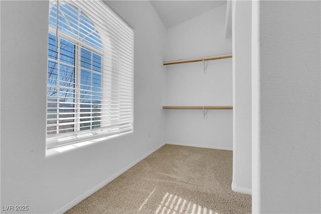 spacious closet featuring carpet floors